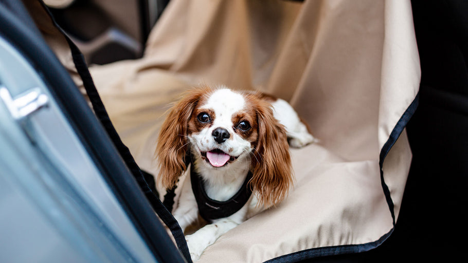 Comment protéger votre chien de la chaleur pendant les trajets en vacances ?
