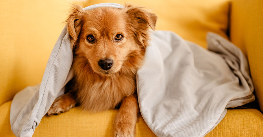 Dormir sous une couette est-il sans danger pour un chien ?
